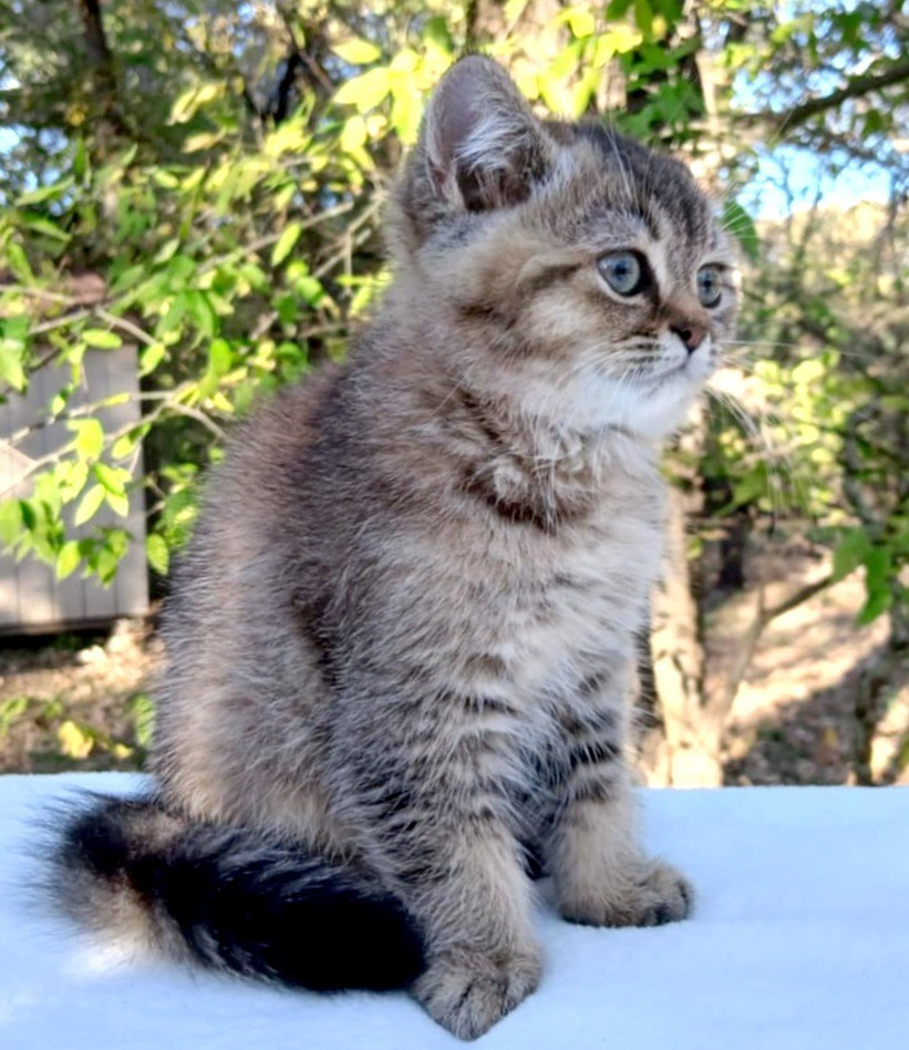 Shusha, DB-08.25.25, female, $1200. British shorhair Cats