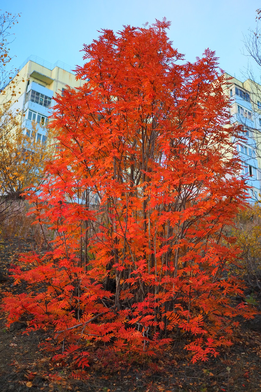 Природа.Осень. Талнах.рф
