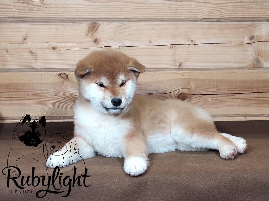 Сиба питомник RUBYLIGHT. Американская акита I Сиба ину I Питомник RUBYLIGHT