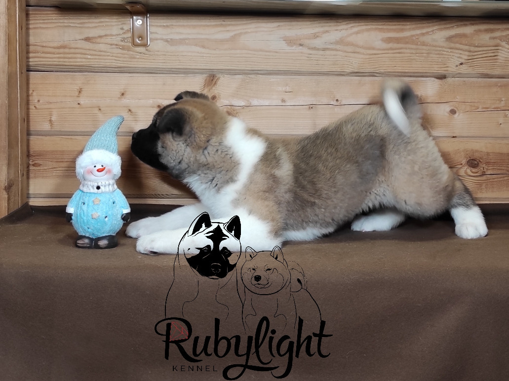 RUBYLIGHT MOLNIYA, Дата рождения 03.10.2021Мама DANCING QUEEN Папа NATIVEBEAR LEGION MAN , щенки Американская Акита RUBYLIGHT питомник Санкт-Петербург