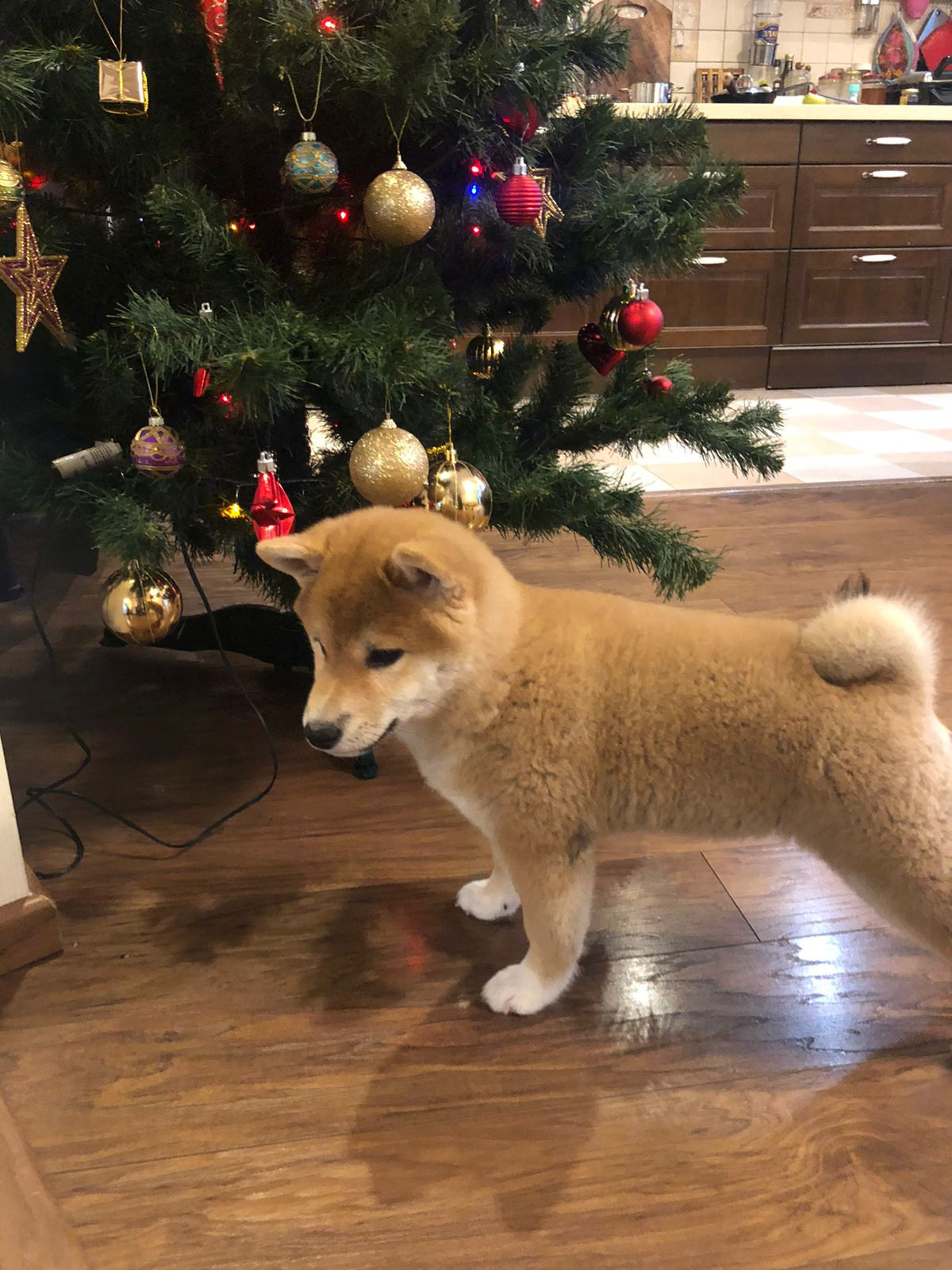 Сиба питомник RUBYLIGHT. Американская акита I Сиба ину I Питомник RUBYLIGHT