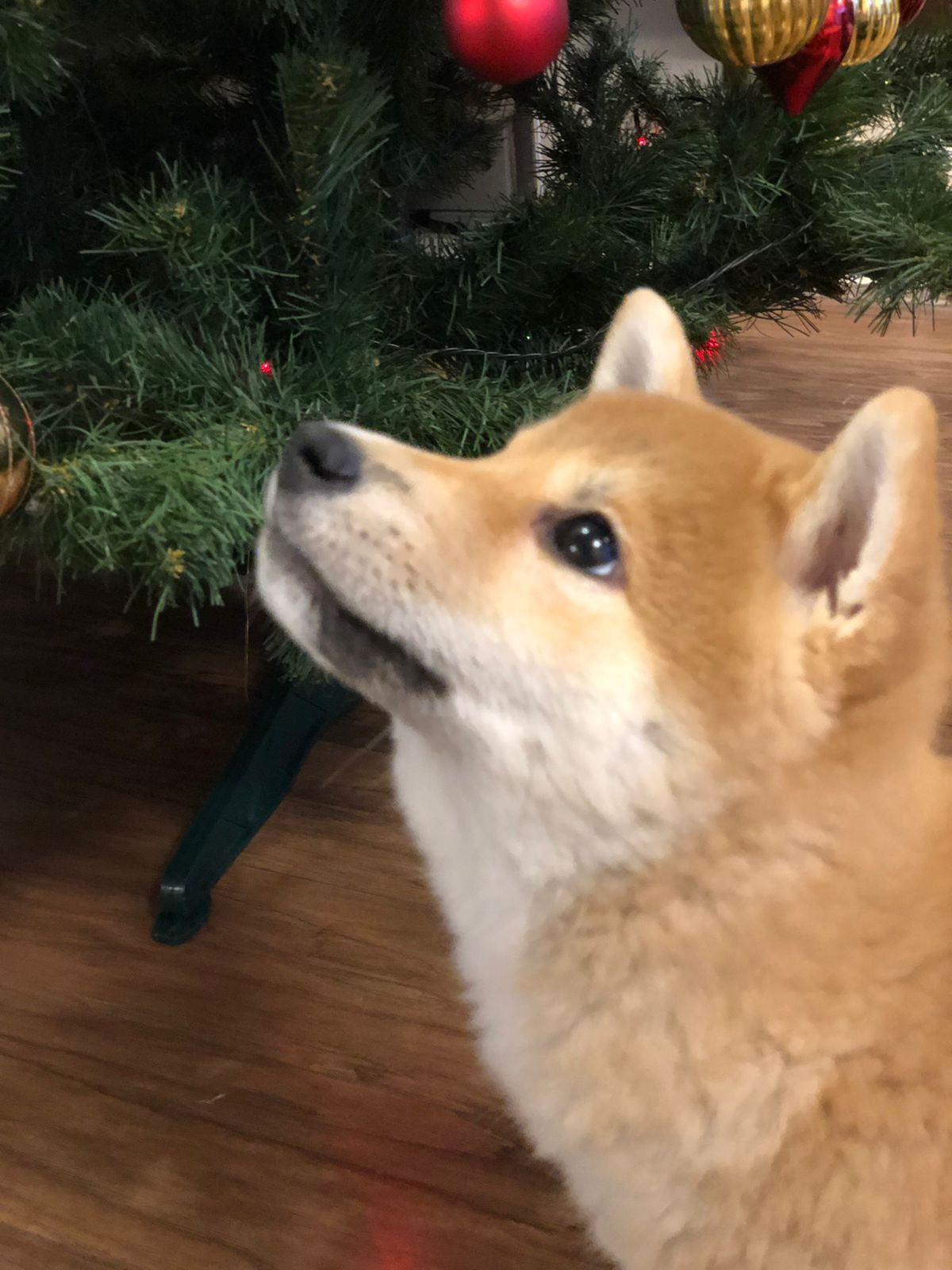 Сиба питомник RUBYLIGHT. Американская акита I Сиба ину I Питомник RUBYLIGHT