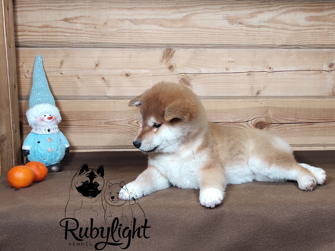 Сиба питомник RUBYLIGHT. Американская акита I Сиба ину I Питомник RUBYLIGHT