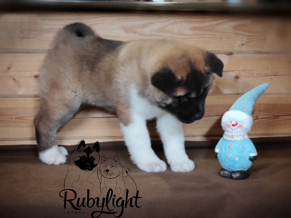 RUBYLIGHT MONICA, Дата рождения 03.10.2021Мама DANCING QUEEN Папа NATIVEBEAR LEGION MAN , щенки Американская Акита RUBYLIGHT питомник Санкт-Петербург