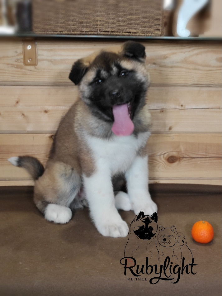 RUBYLIGHT MONICA, Дата рождения 03.10.2021Мама DANCING QUEEN Папа NATIVEBEAR LEGION MAN , щенки Американская Акита RUBYLIGHT питомник Санкт-Петербург