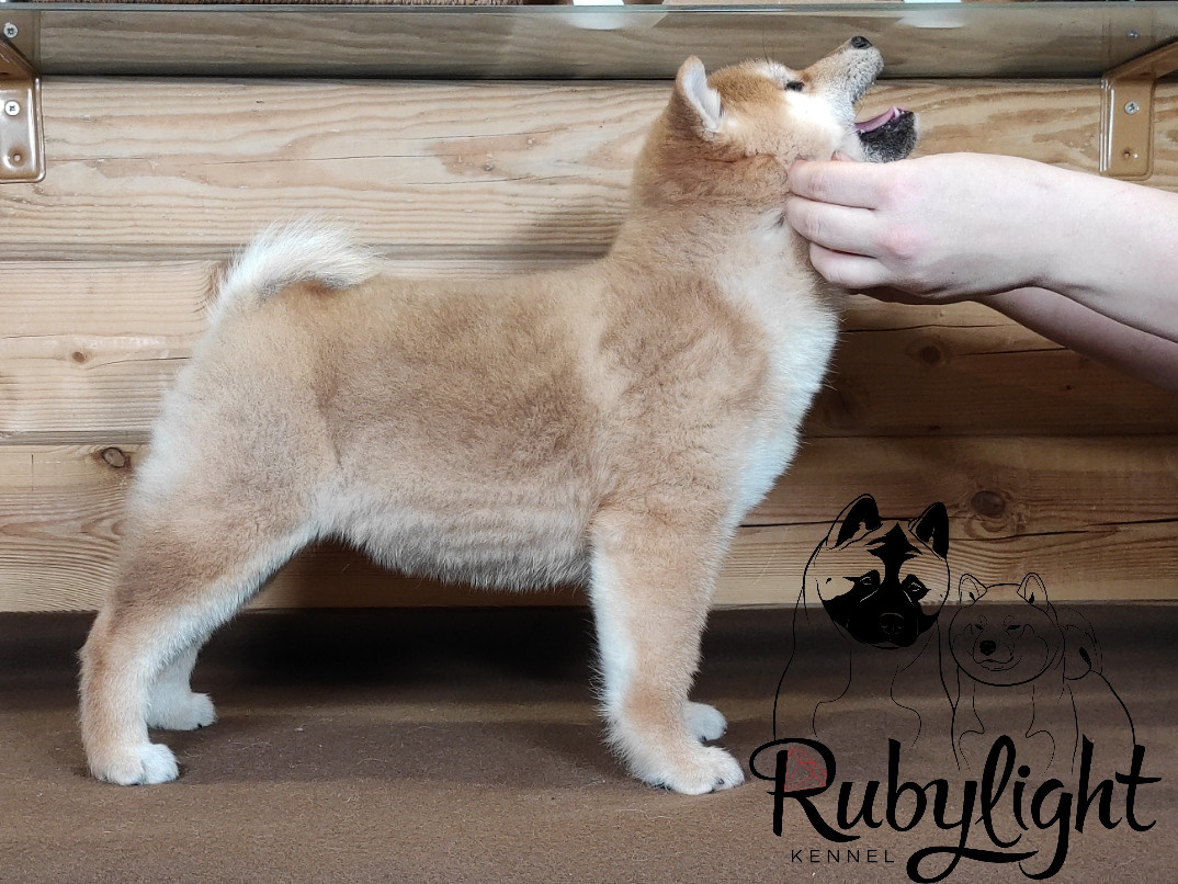 Щенки сиба-ину, шиба, Отец: SHIOMARU EVER DREAM Мать: TRIUMF SIBIRI AKIKO CHIKAKO, Санкт-Петербург, RUBYLIGHT kennel
