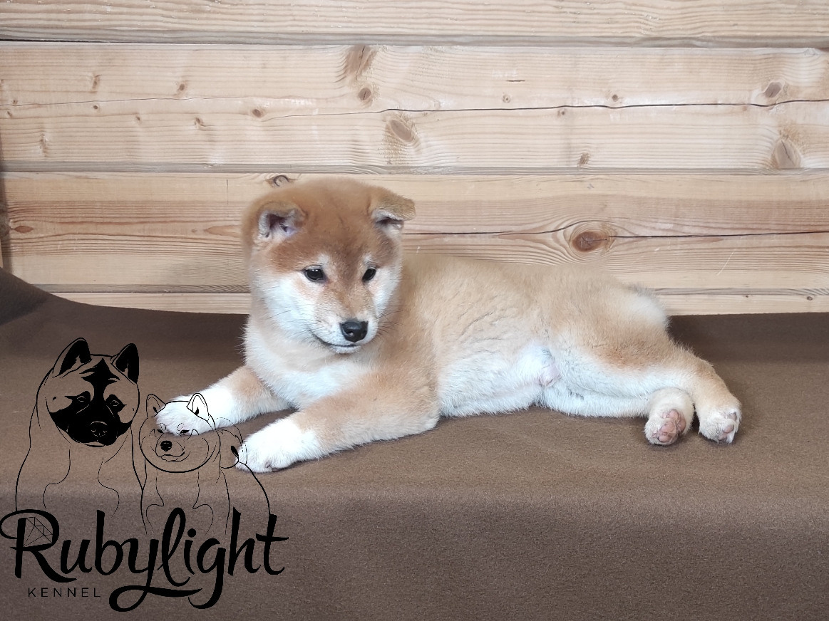Сиба питомник RUBYLIGHT. Американская акита I Сиба ину I Питомник RUBYLIGHT