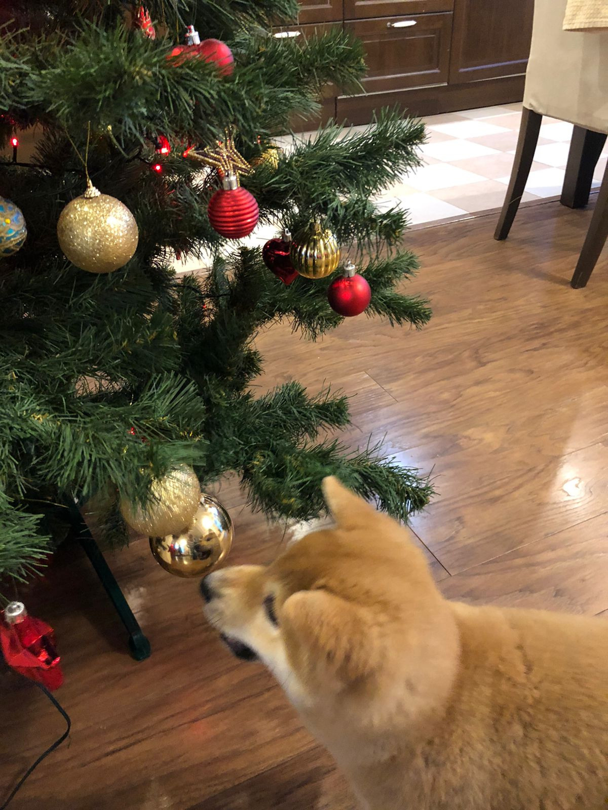 Сиба питомник RUBYLIGHT. Американская акита I Сиба ину I Питомник RUBYLIGHT