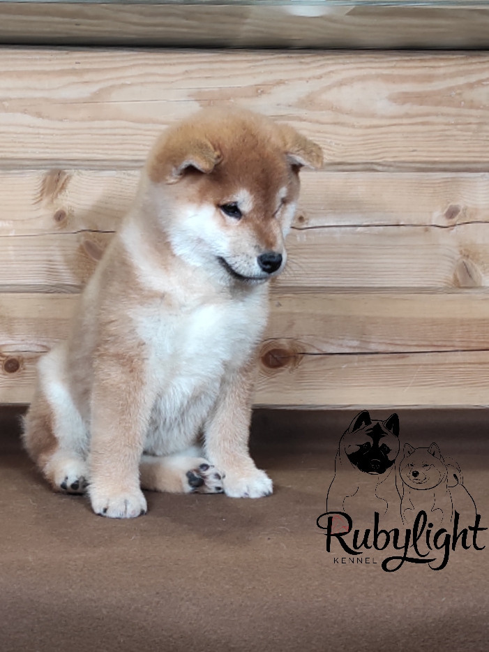 Щенки сиба-ину, шиба, Отец: SHIOMARU EVER DREAM Мать: TRIUMF SIBIRI AKIKO CHIKAKO, Санкт-Петербург, RUBYLIGHT kennel
