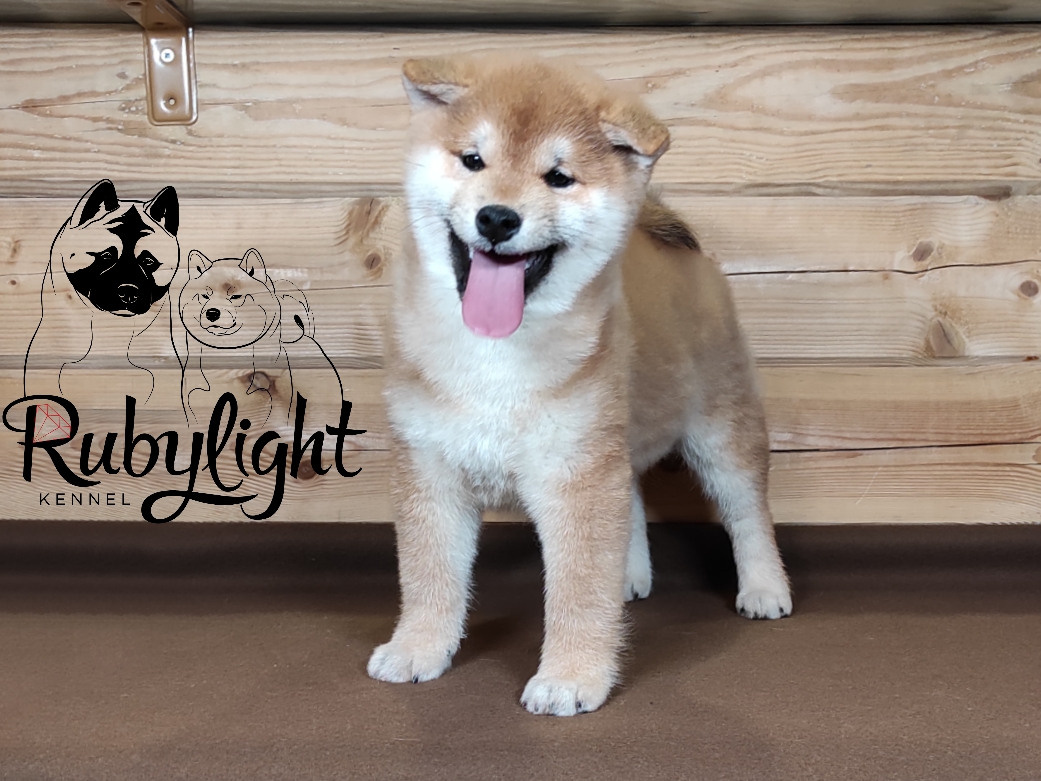 Щенки сиба-ину, шиба, Отец: SHIOMARU EVER DREAM Мать: TRIUMF SIBIRI AKIKO CHIKAKO, Санкт-Петербург, RUBYLIGHT kennel
