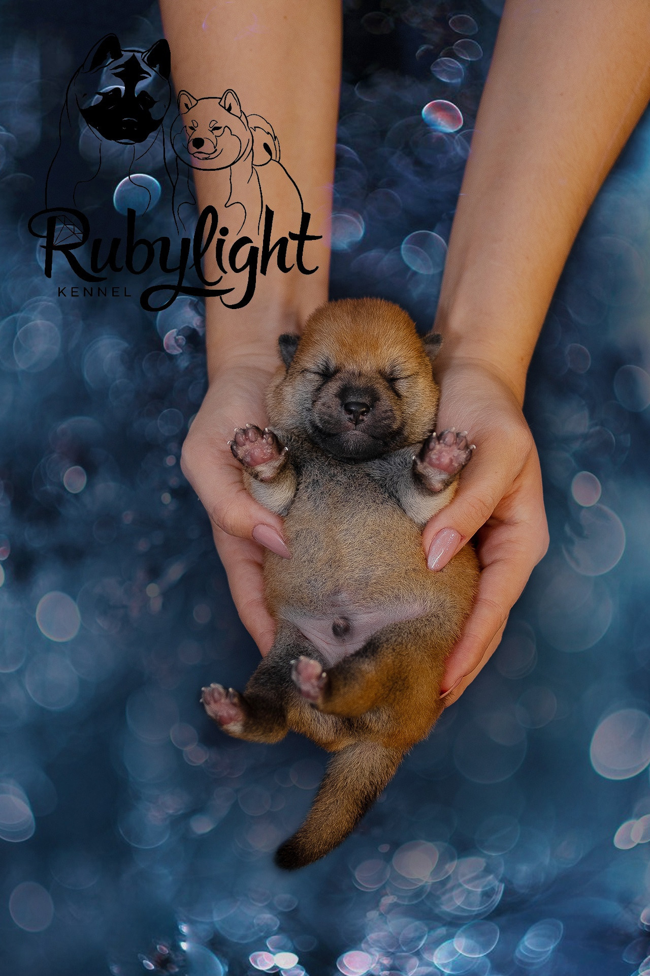 RUBYLIGHT ODIN. AMERICAN AKITA RUBYLIGHT KENNEL I SHIBA-INU