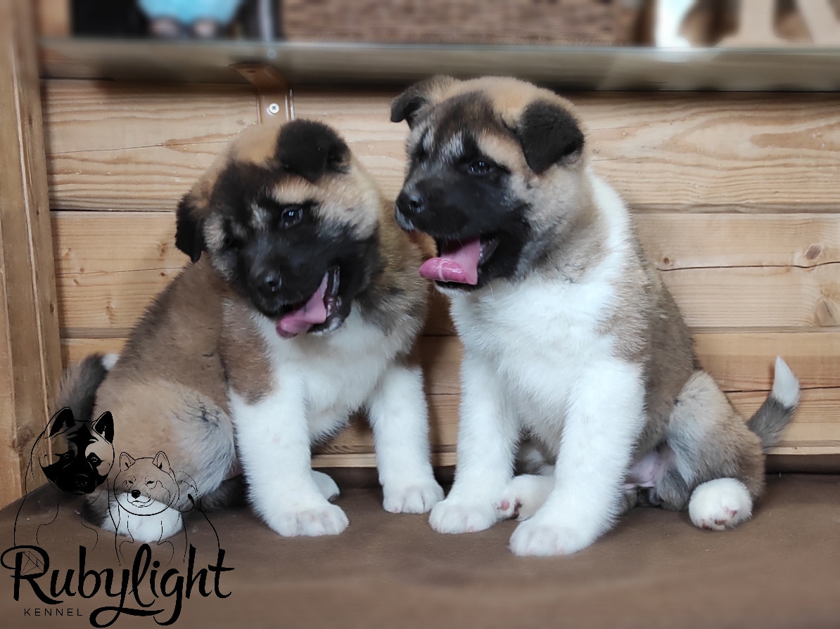 RUBYLIGHT помёт М, Дата рождения 03.10.2021Мама DANCING QUEEN Папа NATIVEBEAR LEGION MAN , щенки Американская Акита питомник Санкт-Петербург
