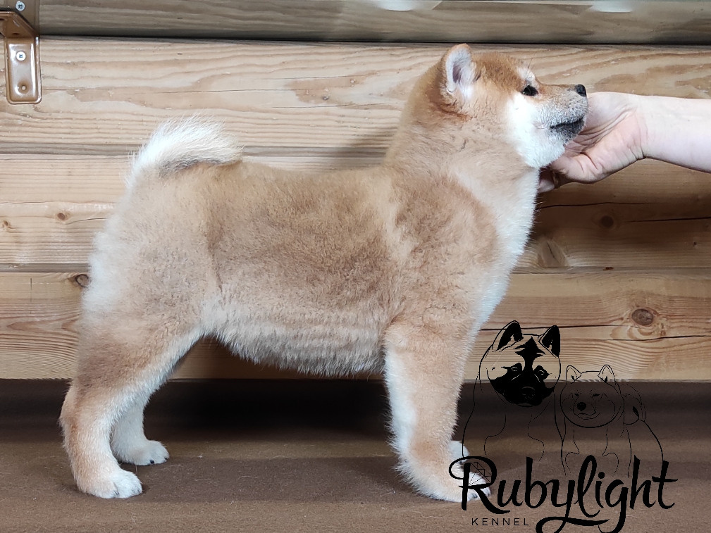 Щенки сиба-ину, шиба, Отец: SHIOMARU EVER DREAM Мать: TRIUMF SIBIRI AKIKO CHIKAKO, Санкт-Петербург, RUBYLIGHT kennel