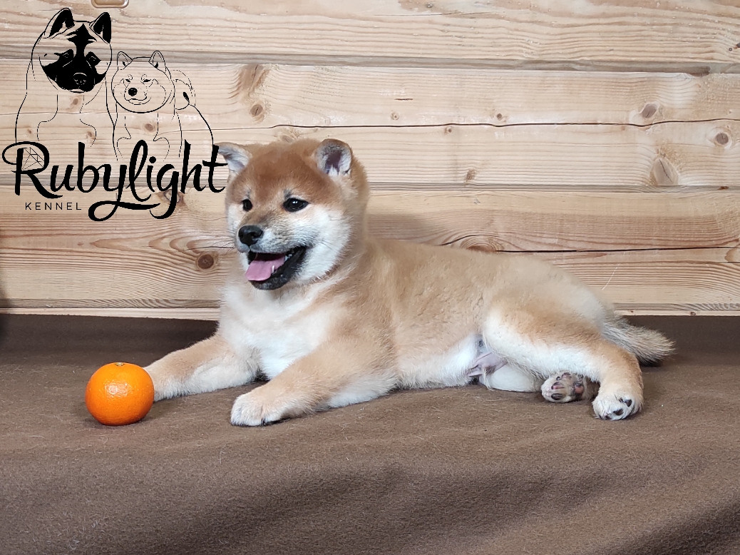 Rubylight Lucky. AMERICAN AKITA RUBYLIGHT KENNEL I SHIBA-INU