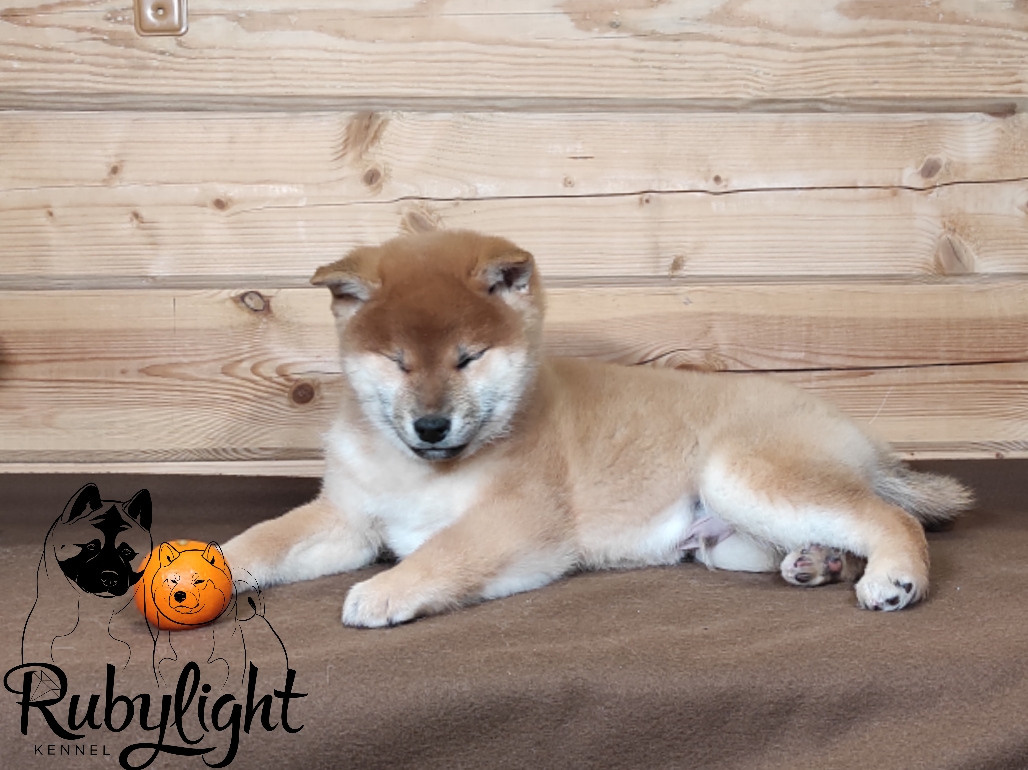 Rubylight Lucky. AMERICAN AKITA RUBYLIGHT KENNEL I SHIBA-INU