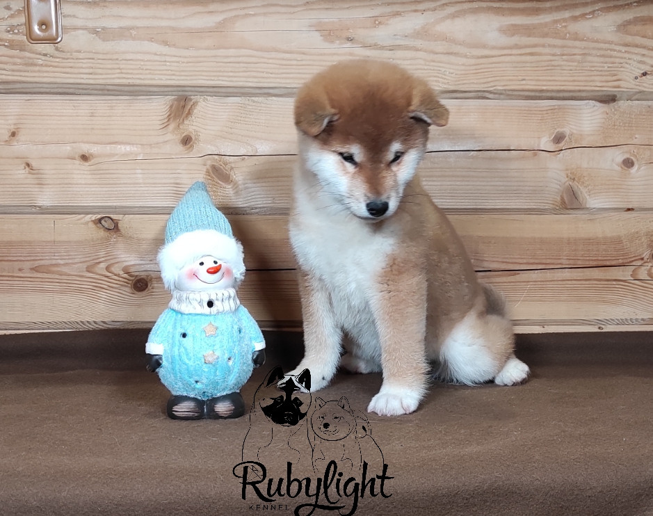 Сиба питомник RUBYLIGHT. Американская акита I Сиба ину I Питомник RUBYLIGHT