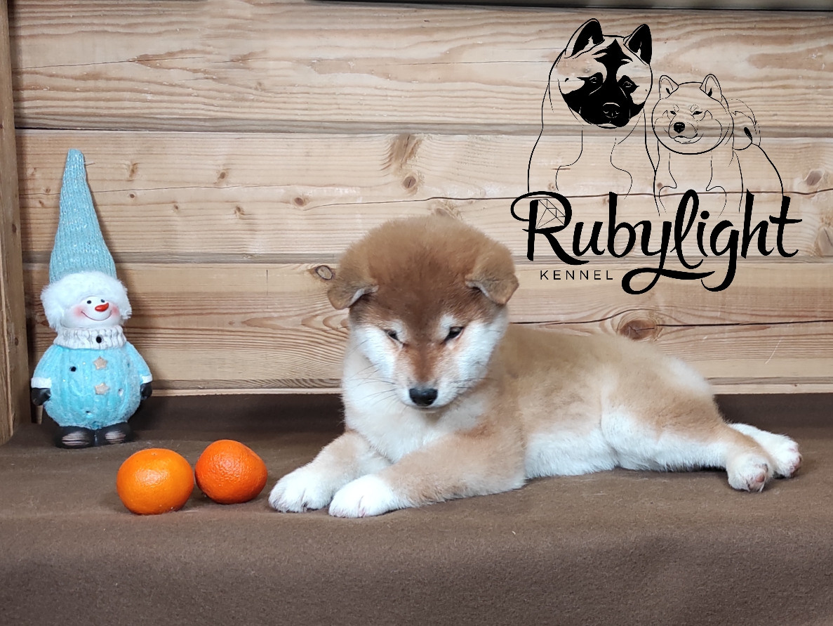 Сиба питомник RUBYLIGHT. Американская акита I Сиба ину I Питомник RUBYLIGHT
