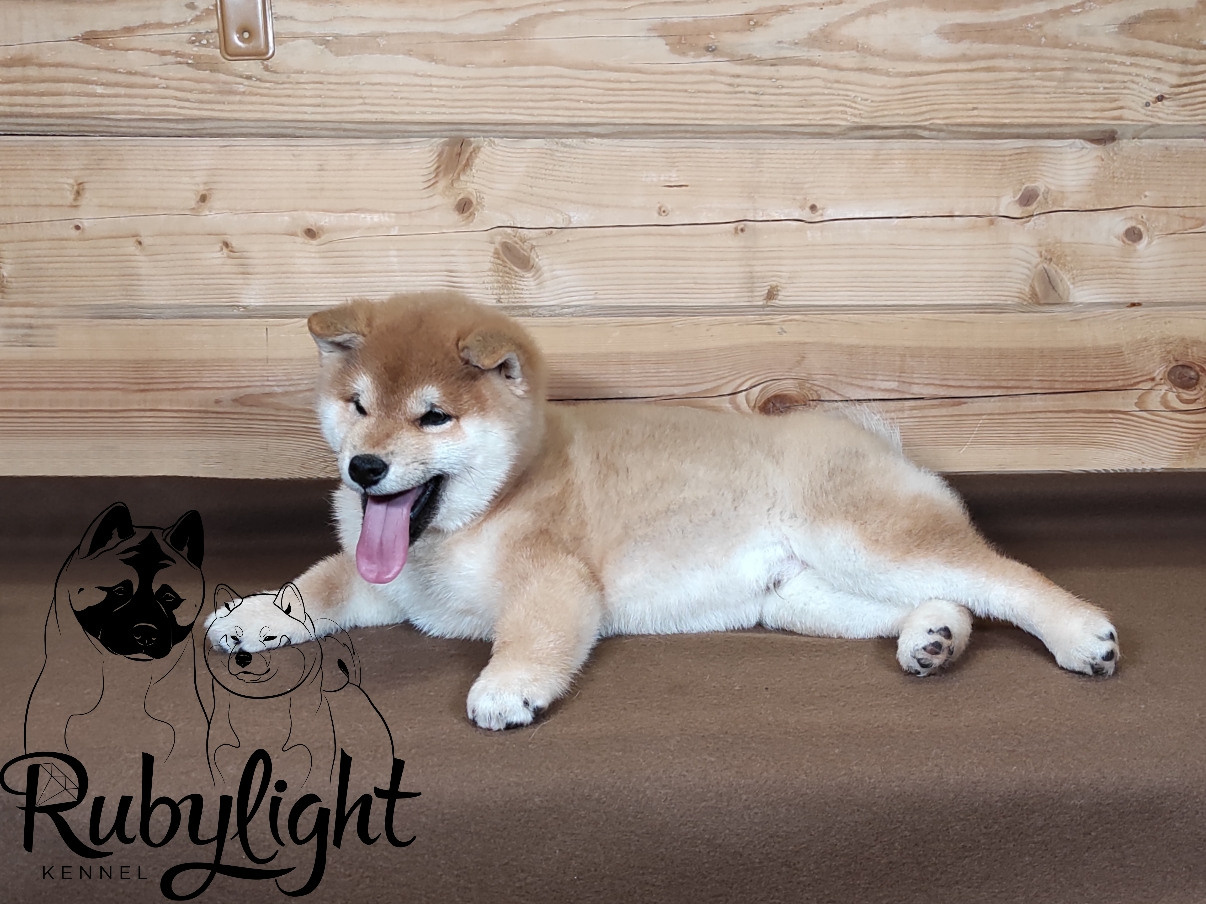 Щенки сиба-ину, шиба, Отец: SHIOMARU EVER DREAM Мать: TRIUMF SIBIRI AKIKO CHIKAKO, Санкт-Петербург, RUBYLIGHT kennel
