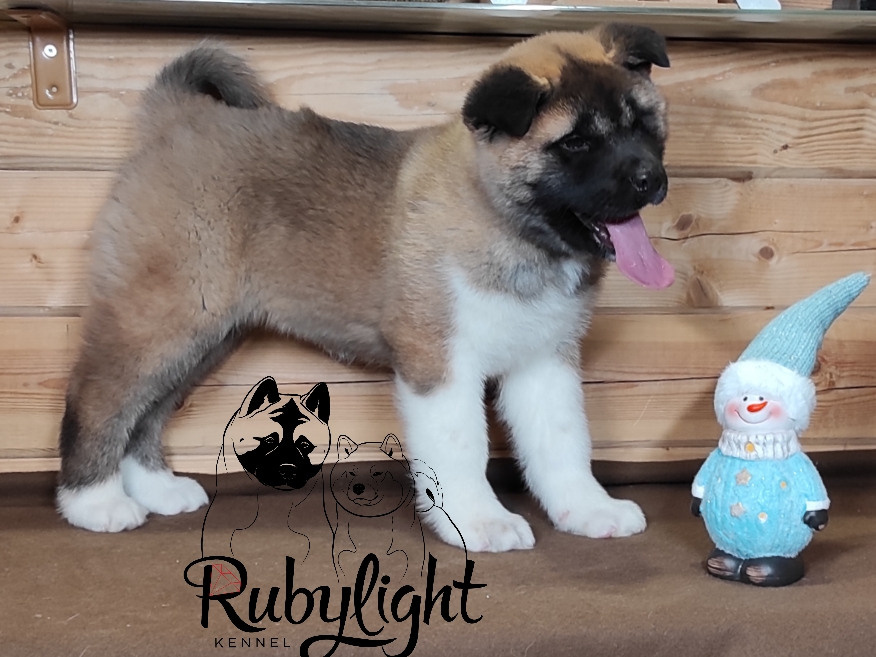 RUBYLIGHT MONICA, Дата рождения 03.10.2021Мама DANCING QUEEN Папа NATIVEBEAR LEGION MAN , щенки Американская Акита RUBYLIGHT питомник Санкт-Петербург