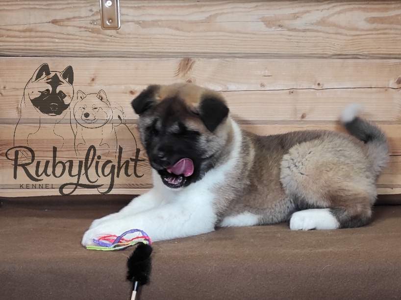 RUBYLIGHT MOLNIYA, Дата рождения 03.10.2021Мама DANCING QUEEN Папа NATIVEBEAR LEGION MAN , щенки Американская Акита RUBYLIGHT питомник Санкт-Петербург
