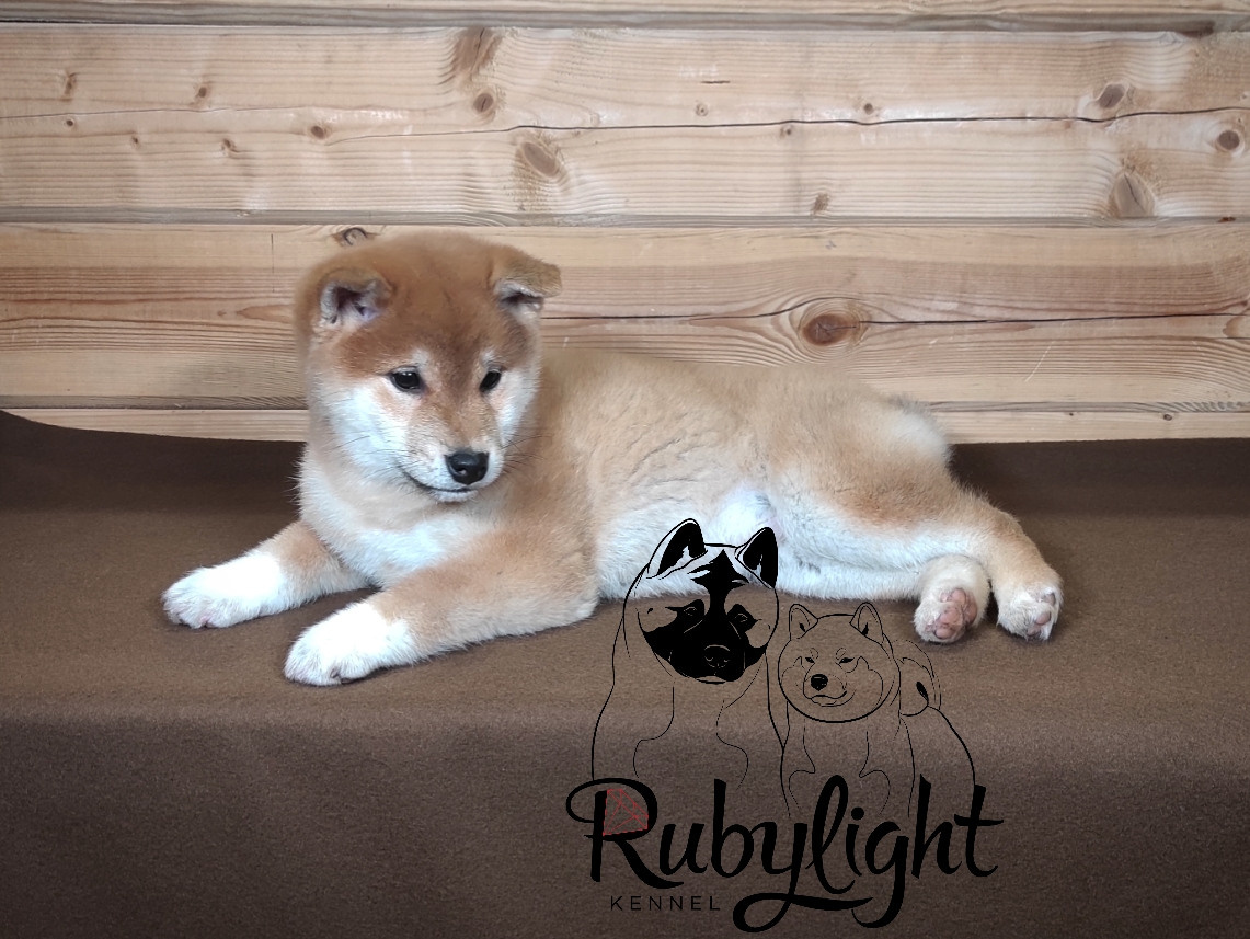 Сиба питомник RUBYLIGHT. Американская акита I Сиба ину I Питомник RUBYLIGHT