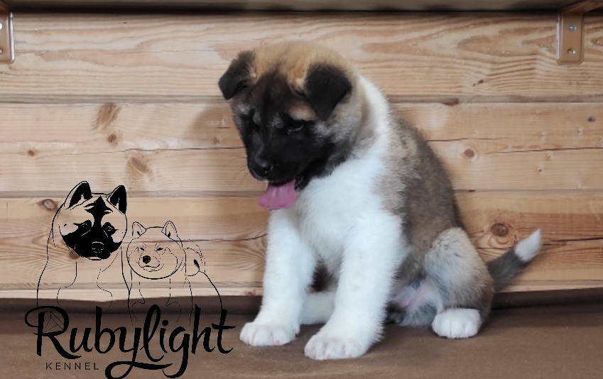 RUBYLIGHT MOLNIYA, Дата рождения 03.10.2021Мама DANCING QUEEN Папа NATIVEBEAR LEGION MAN , щенки Американская Акита RUBYLIGHT питомник Санкт-Петербург
