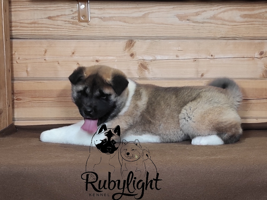 RUBYLIGHT MOLNIYA, Дата рождения 03.10.2021Мама DANCING QUEEN Папа NATIVEBEAR LEGION MAN , щенки Американская Акита RUBYLIGHT питомник Санкт-Петербург