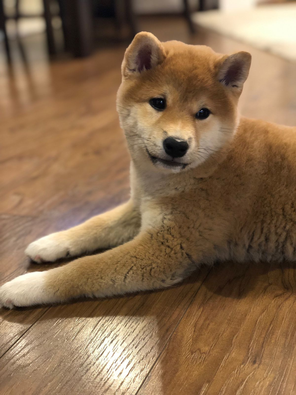 Сиба питомник RUBYLIGHT. Американская акита I Сиба ину I Питомник RUBYLIGHT