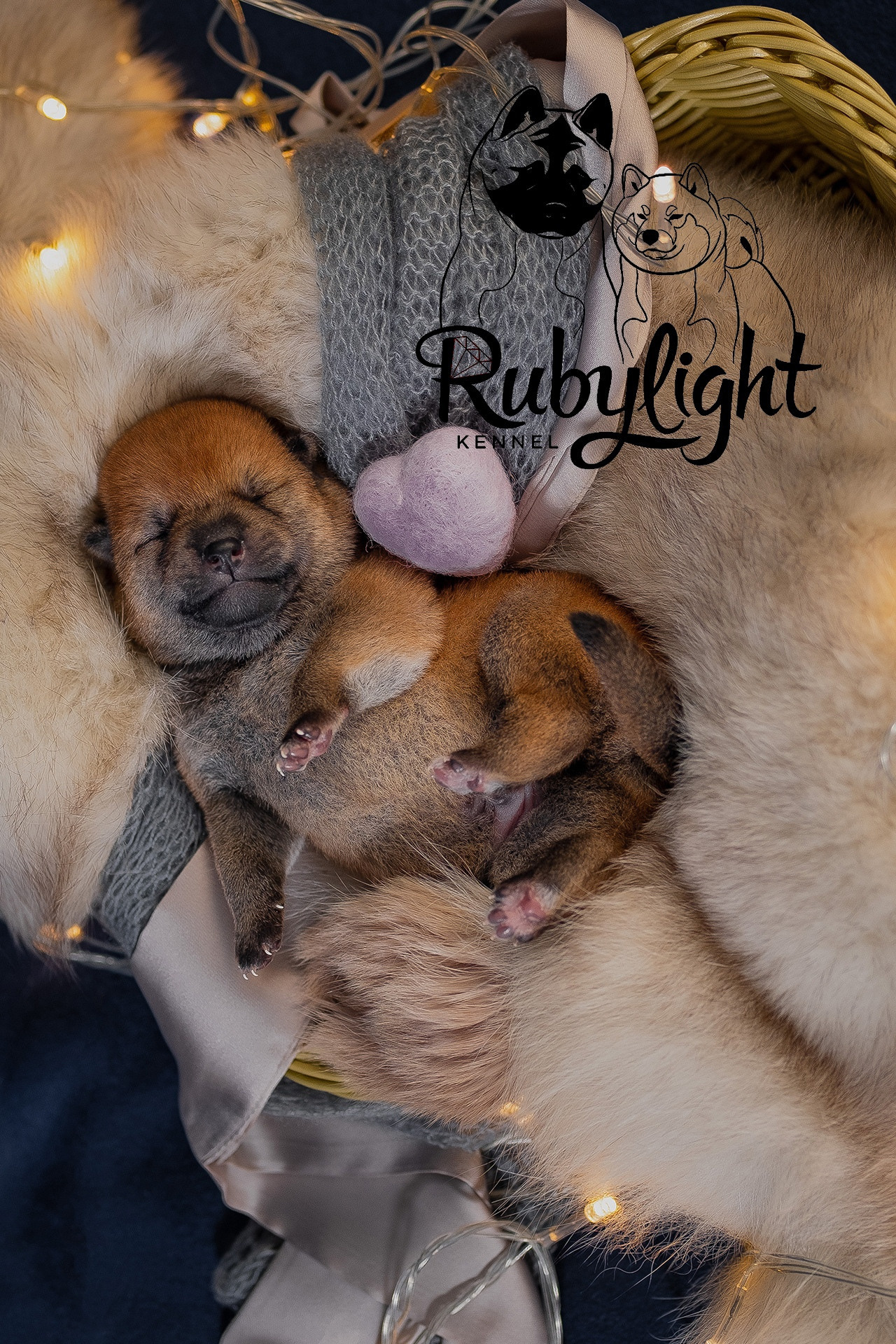 RUBYLIGHT ODIN. AMERICAN AKITA RUBYLIGHT KENNEL I SHIBA-INU