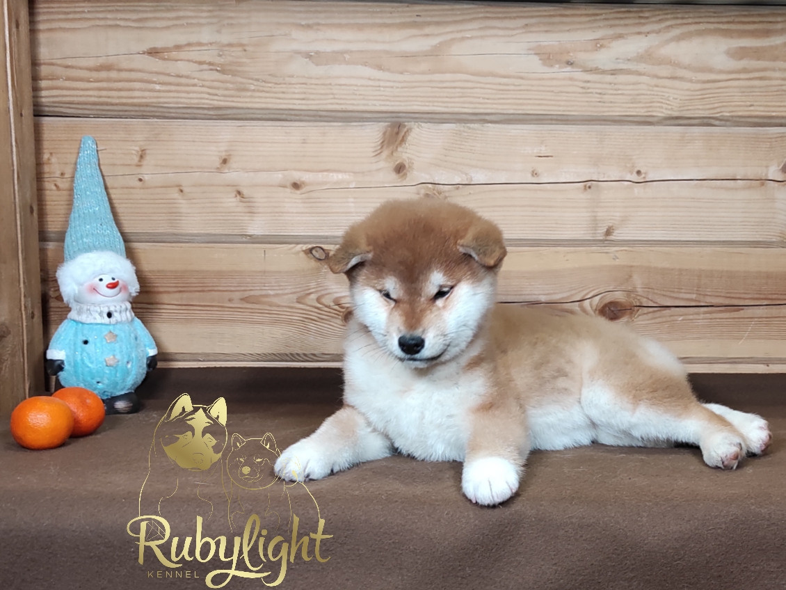 Сиба питомник RUBYLIGHT. Американская акита I Сиба ину I Питомник RUBYLIGHT