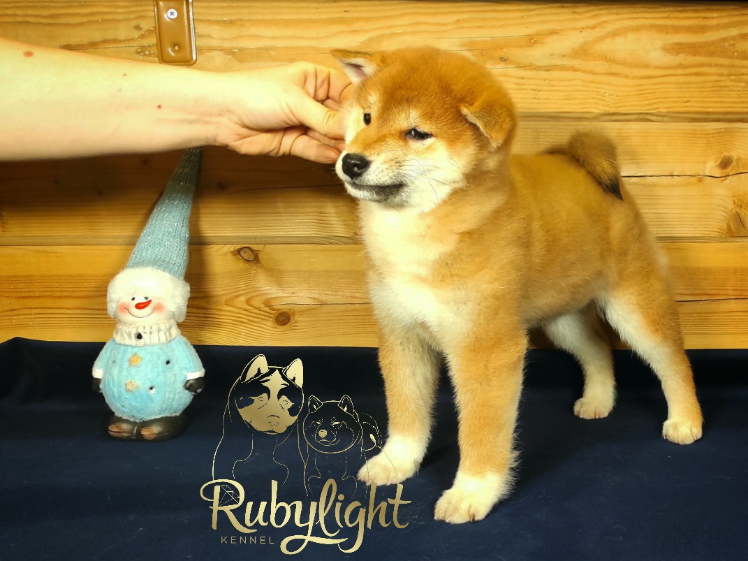Сиба питомник RUBYLIGHT. Американская акита I Сиба ину I Питомник RUBYLIGHT