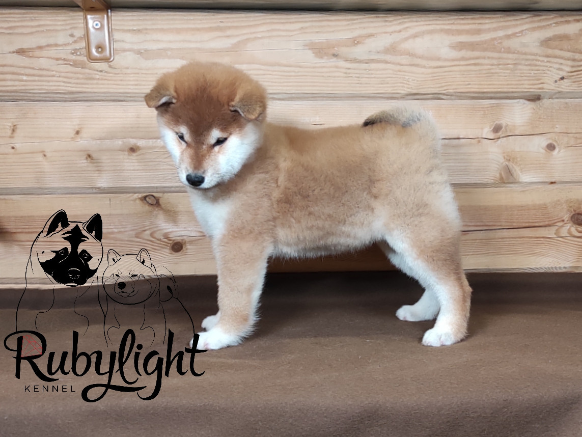 Сиба питомник RUBYLIGHT. Американская акита I Сиба ину I Питомник RUBYLIGHT