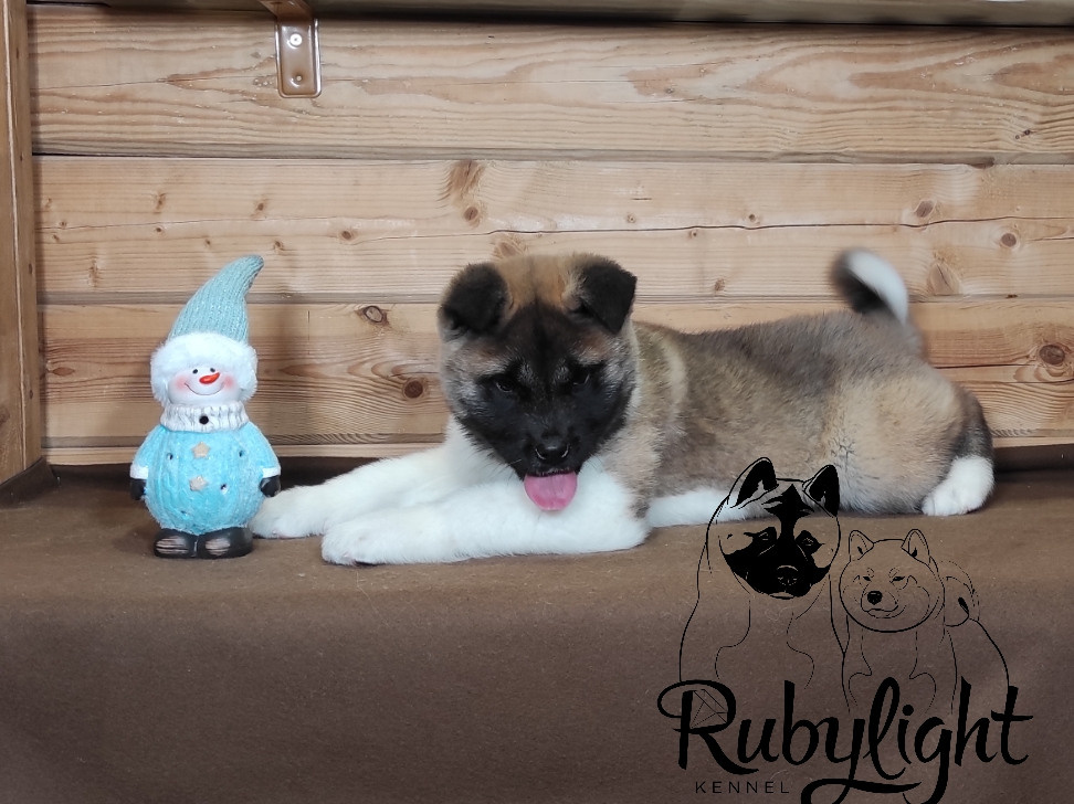 RUBYLIGHT MOLNIYA, Дата рождения 03.10.2021Мама DANCING QUEEN Папа NATIVEBEAR LEGION MAN , щенки Американская Акита RUBYLIGHT питомник Санкт-Петербург