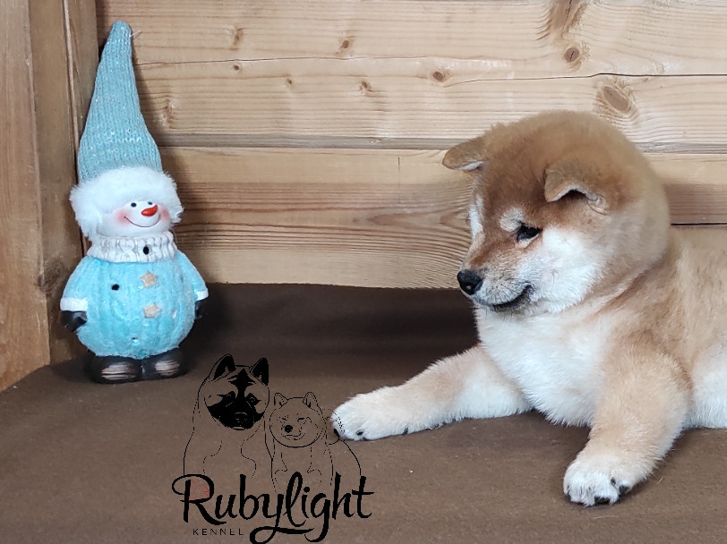 Щенки сиба-ину, шиба, Отец: SHIOMARU EVER DREAM Мать: TRIUMF SIBIRI AKIKO CHIKAKO, Санкт-Петербург, RUBYLIGHT kennel