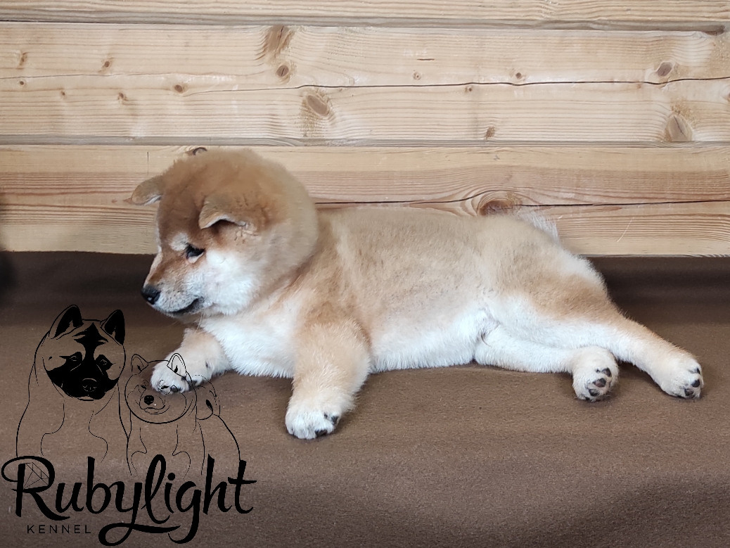 Щенки сиба-ину, шиба, Отец: SHIOMARU EVER DREAM Мать: TRIUMF SIBIRI AKIKO CHIKAKO, Санкт-Петербург, RUBYLIGHT kennel