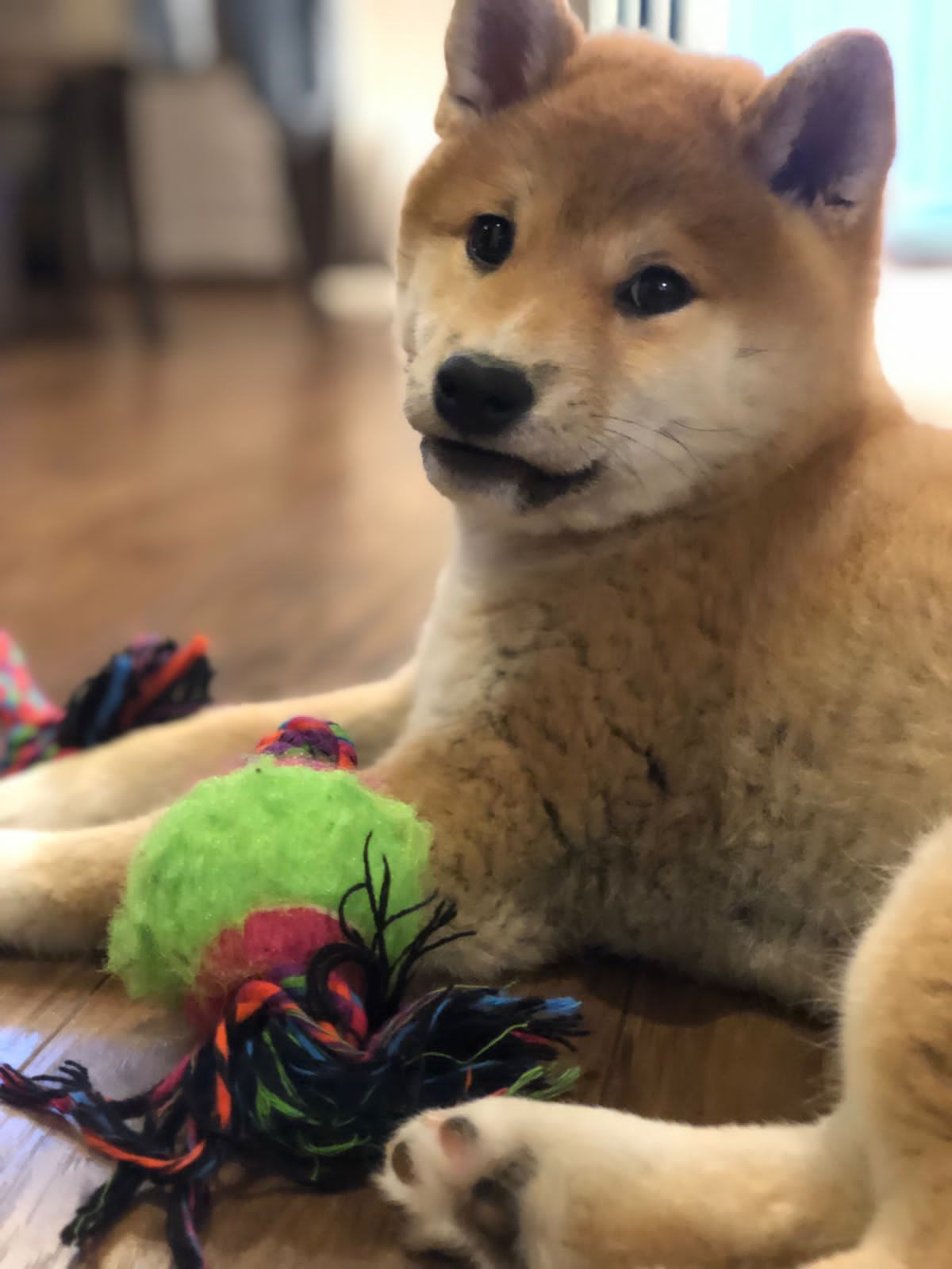 Сиба питомник RUBYLIGHT. Американская акита I Сиба ину I Питомник RUBYLIGHT