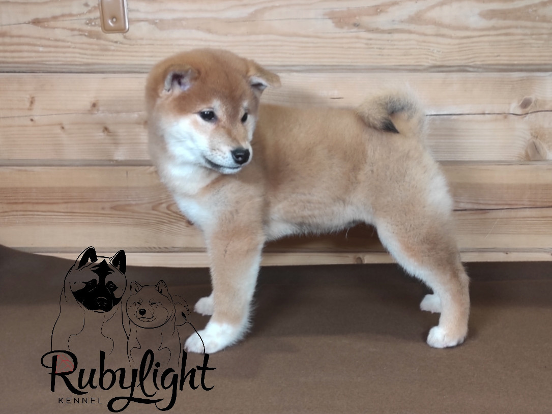 Сиба питомник RUBYLIGHT. Американская акита I Сиба ину I Питомник RUBYLIGHT