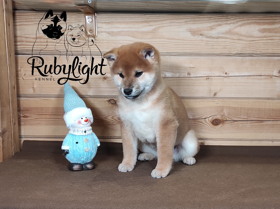Rubylight Lucky. AMERICAN AKITA RUBYLIGHT KENNEL I SHIBA-INU