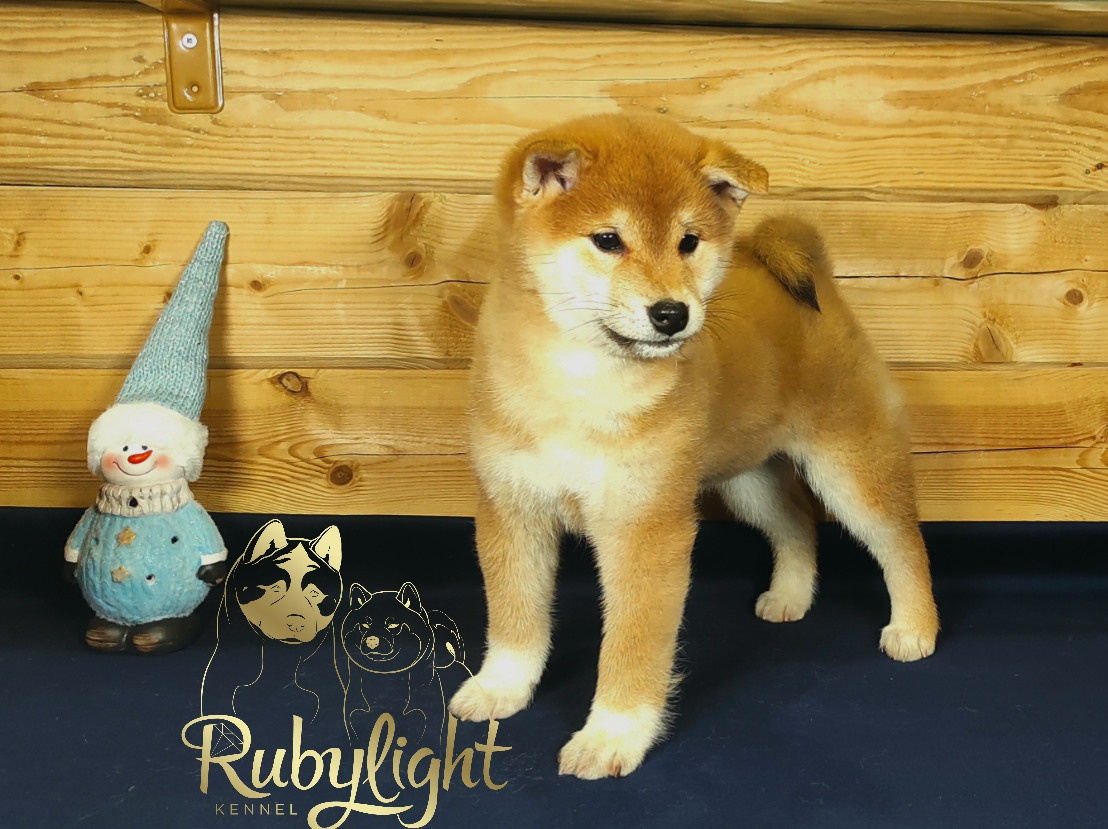 Сиба питомник RUBYLIGHT. Американская акита I Сиба ину I Питомник RUBYLIGHT