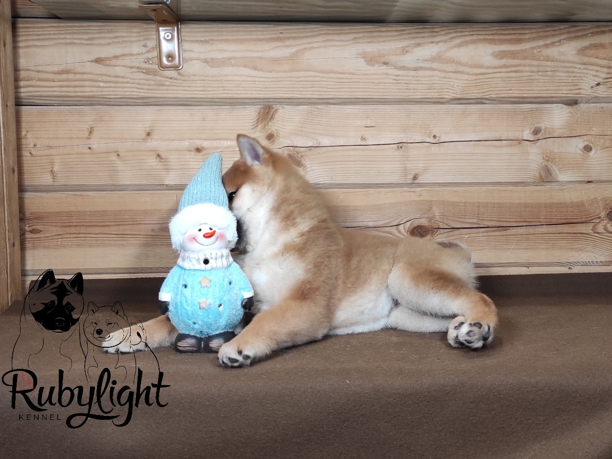 Rubylight Luis. AMERICAN AKITA RUBYLIGHT KENNEL I SHIBA-INU