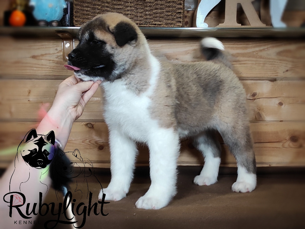 RUBYLIGHT MOLNIYA, Дата рождения 03.10.2021Мама DANCING QUEEN Папа NATIVEBEAR LEGION MAN , щенки Американская Акита RUBYLIGHT питомник Санкт-Петербург