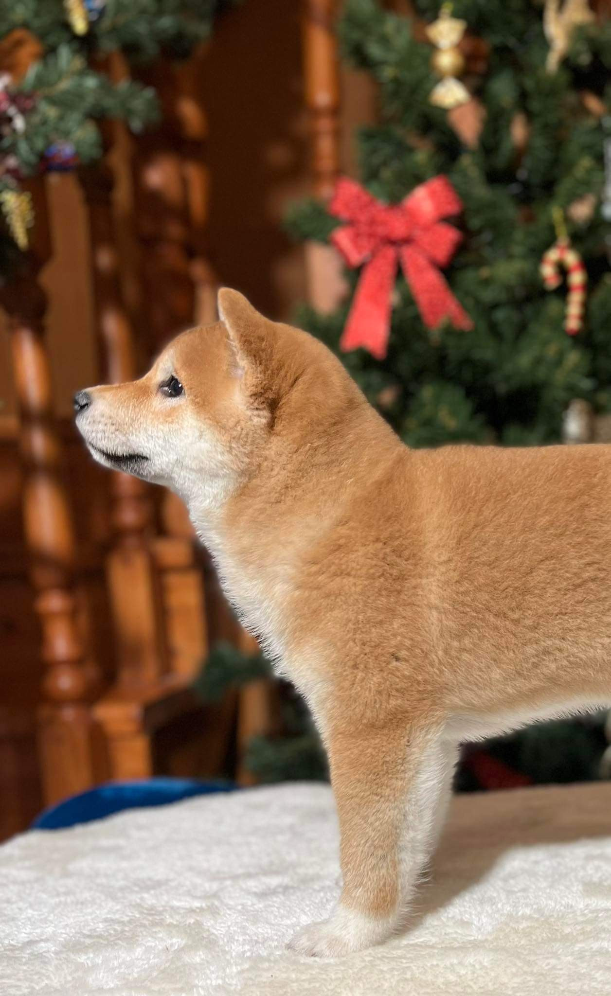 Сиба питомник RUBYLIGHT. Американская акита I Сиба ину I Питомник RUBYLIGHT