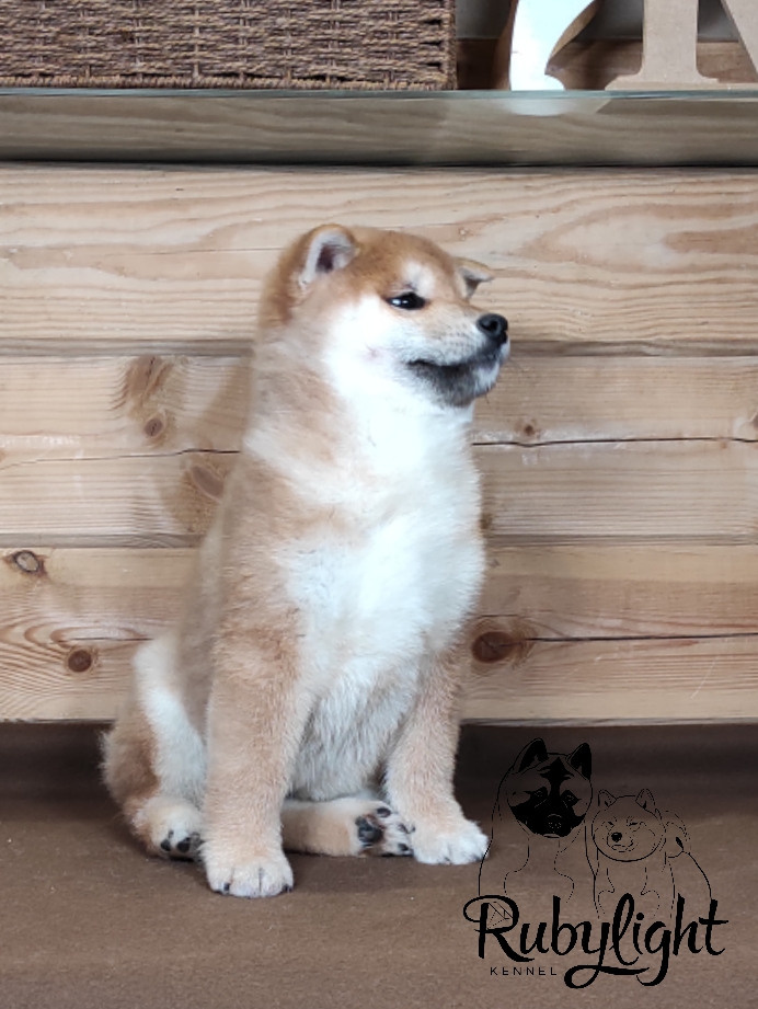 Щенки сиба-ину, шиба, Отец: SHIOMARU EVER DREAM Мать: TRIUMF SIBIRI AKIKO CHIKAKO, Санкт-Петербург, RUBYLIGHT kennel