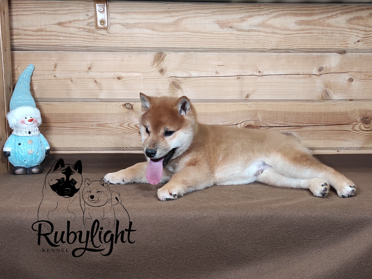 Rubylight Luis. AMERICAN AKITA RUBYLIGHT KENNEL I SHIBA-INU
