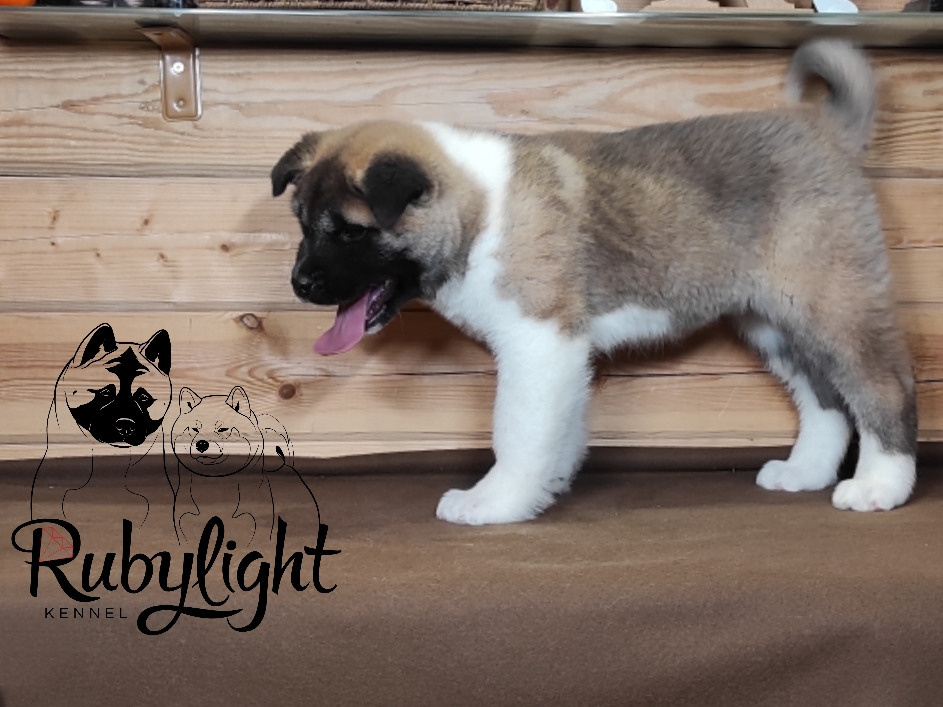 RUBYLIGHT MOLNIYA, Дата рождения 03.10.2021Мама DANCING QUEEN Папа NATIVEBEAR LEGION MAN , щенки Американская Акита RUBYLIGHT питомник Санкт-Петербург