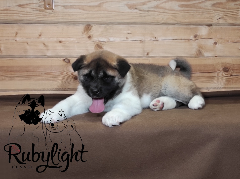RUBYLIGHT MOLNIYA, Дата рождения 03.10.2021Мама DANCING QUEEN Папа NATIVEBEAR LEGION MAN , щенки Американская Акита RUBYLIGHT питомник Санкт-Петербург