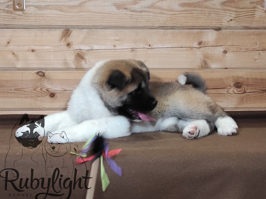 RUBYLIGHT MOLNIYA, Дата рождения 03.10.2021Мама DANCING QUEEN Папа NATIVEBEAR LEGION MAN , щенки Американская Акита RUBYLIGHT питомник Санкт-Петербург