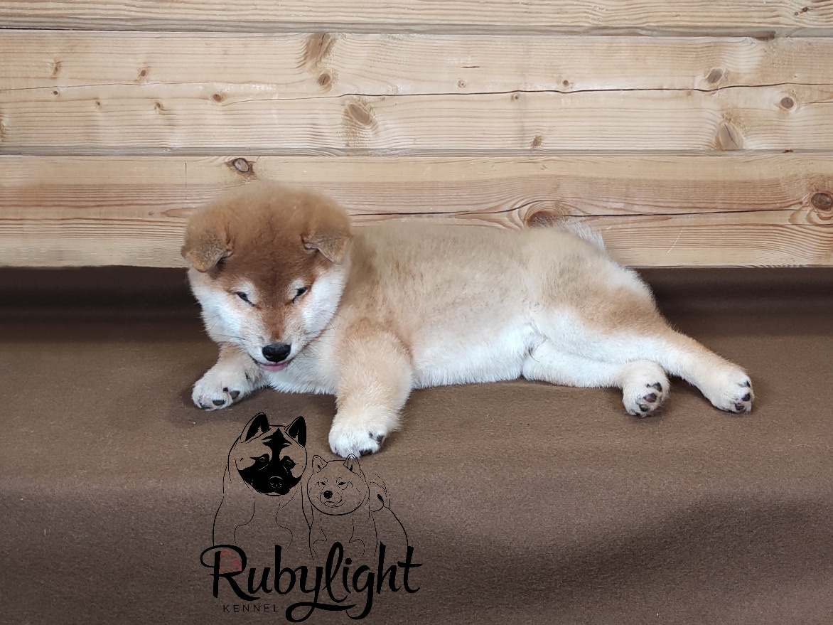 Щенки сиба-ину, шиба, Отец: SHIOMARU EVER DREAM Мать: TRIUMF SIBIRI AKIKO CHIKAKO, Санкт-Петербург, RUBYLIGHT kennel
