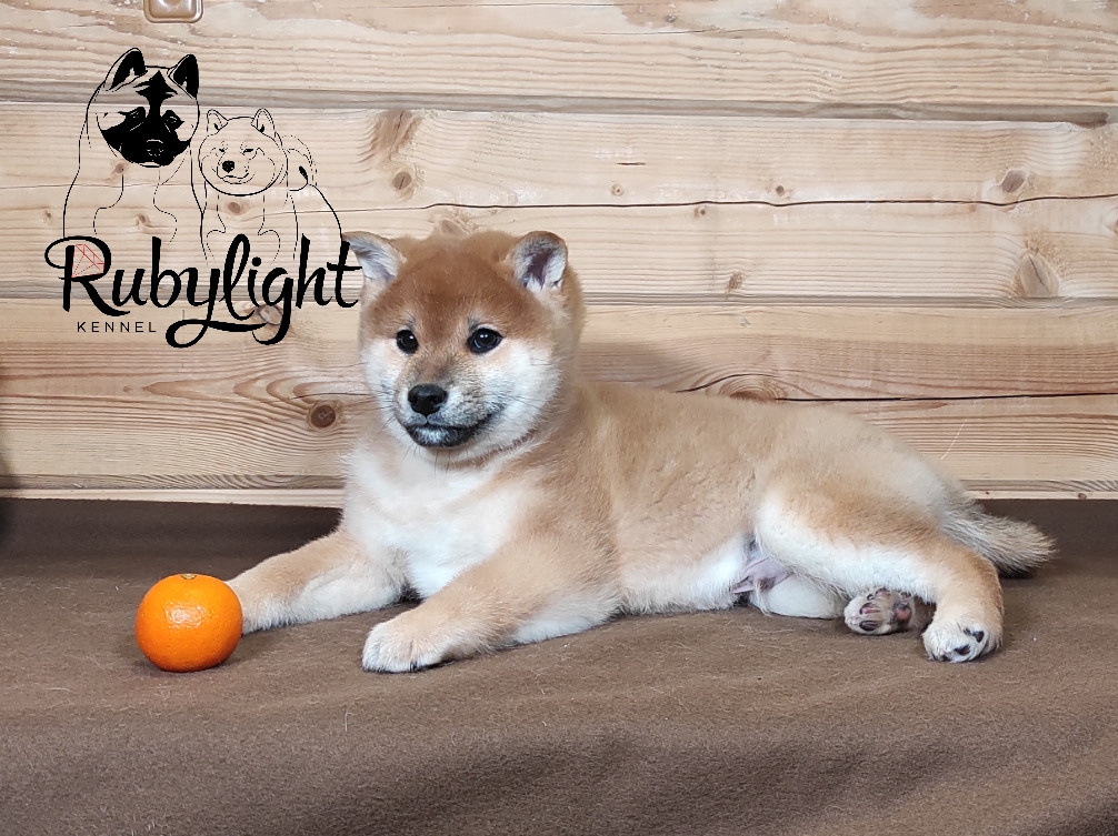 Rubylight Lucky. AMERICAN AKITA RUBYLIGHT KENNEL I SHIBA-INU