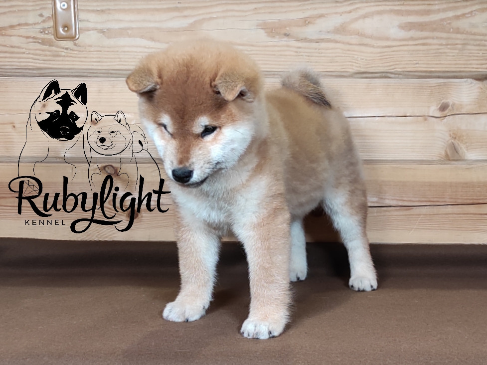Щенки сиба-ину, шиба, Отец: SHIOMARU EVER DREAM Мать: TRIUMF SIBIRI AKIKO CHIKAKO, Санкт-Петербург, RUBYLIGHT kennel
